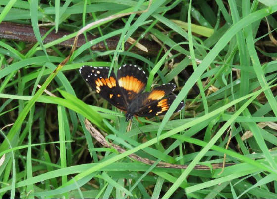 butterfly111715.jpg