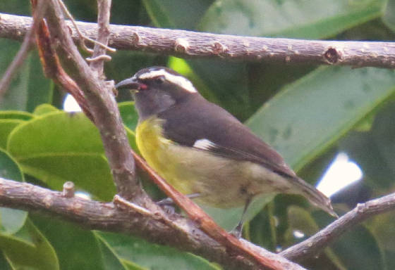 bananaquit1.jpg