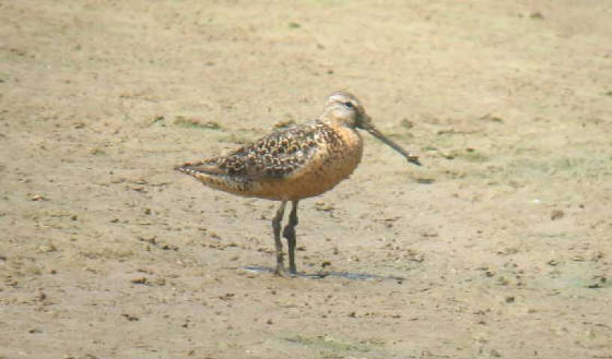 dowitcher1b.jpg