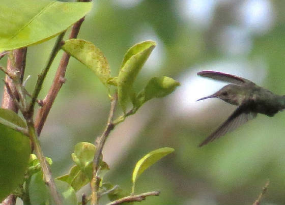 hummingbird.jpg