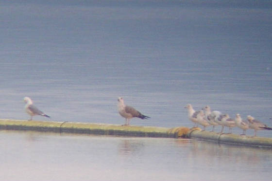 lesser_black_backed_gull_wp1.jpg