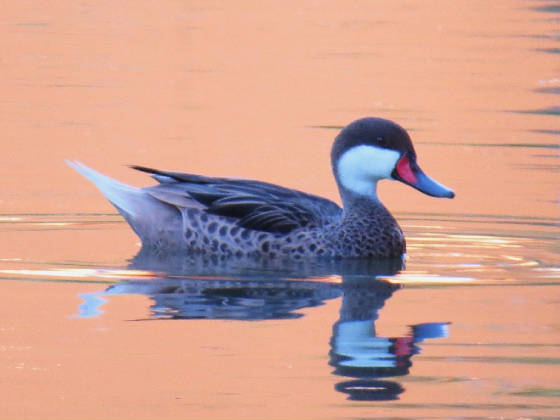 pintail2.jpg