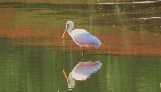 zzzspoonbill.jpg