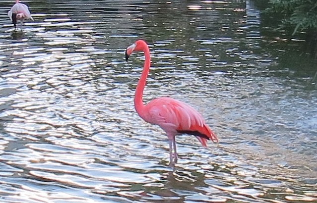 flamingo.jpg