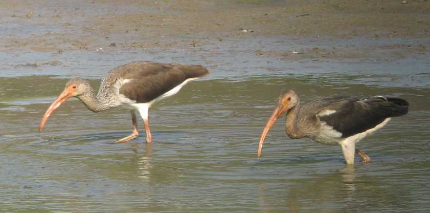 ibis08-15-07.jpg
