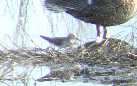 white_rumped_sandpipers_huie_037a.jpg