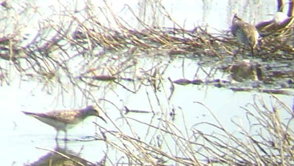 white_rumped_sandpipers_huie_039a.jpg